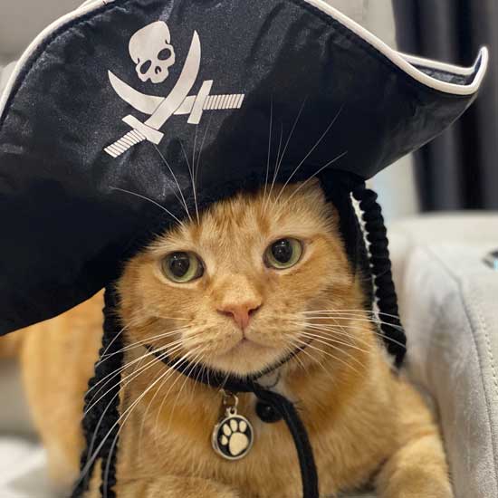 Pirate Kitty Kylo